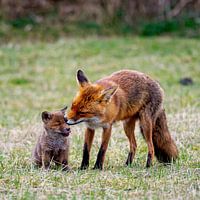 Fuchsmutter mit Jungtier