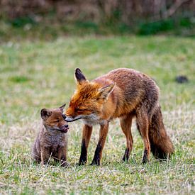 Fox mother with cub by Abe Maaijen