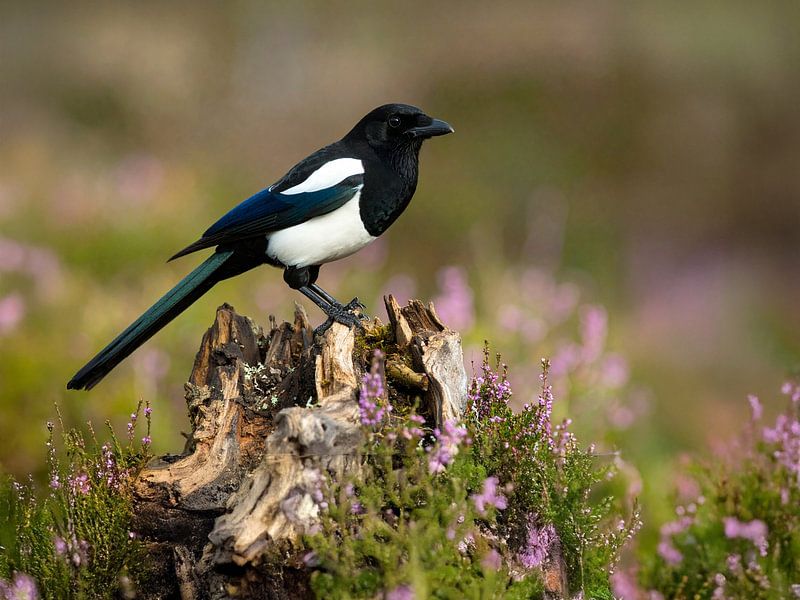 La jolie pie sur la vieille racine - De mooie ekster op het oude wortelhout par Christina Bauer Photos