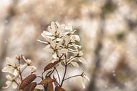 ontluikende lente