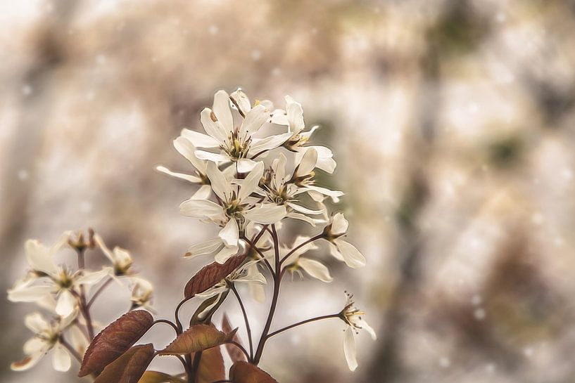 ontluikende lente von Eline Verhaeghe