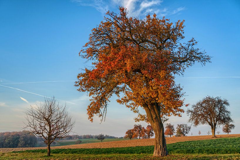 Alte Obstbäume im Herbst von Uwe Ulrich Grün
