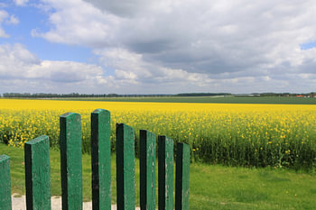 Koolzaadveld