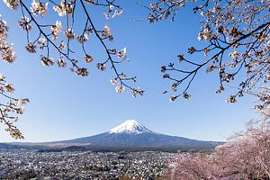 Vue imprenable sur le mont Fuji pendant la floraison des cerisiers