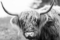 Portret van een Schotse Hooglander in zwart wit van Sjoerd van der Wal thumbnail