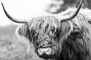 Portrait eines schottischen Hochlandviehs von Sjoerd van der Wal Fotografie