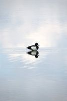 Kuifeend | eend | Nederlandse natuur