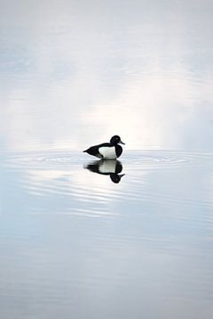 Tufted duck | Dutch nature by Kimberley Helmendag