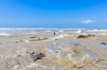 Beautiful Jellyfish on a summer beach by the sea by Wildlife Designs