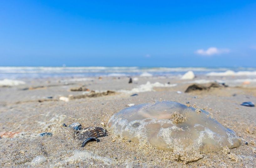 Beautiful Jellyfish on a summer beach by the sea by Wildlife Designs
