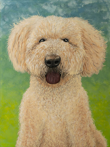 Porträt eines Labradoodles