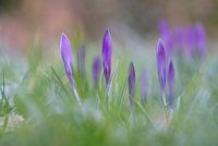 Crocuses in the grass