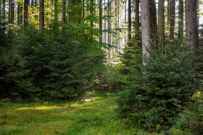 Sunlight in the autumn forest by Achim Prill