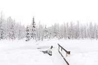 Ein Wak in einem kleinen See in Lappland.