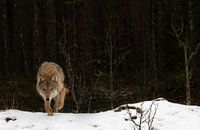 Loup dans la neige