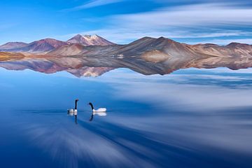 Landscape with swans and volcanoes reflecting in a lake by Chris Stenger