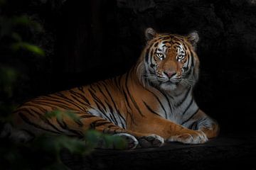 Blätter und ein mächtiger majestätischer Tiger, der in der Dunkelheit fliegt, der Amur-Tiger von Michael Semenov