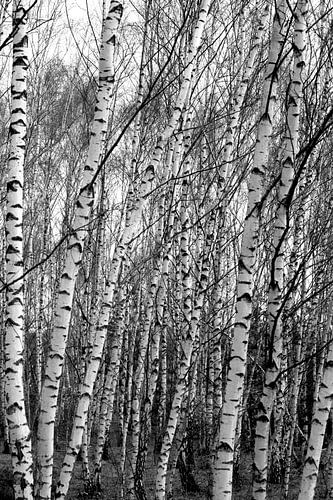 Birch Forest