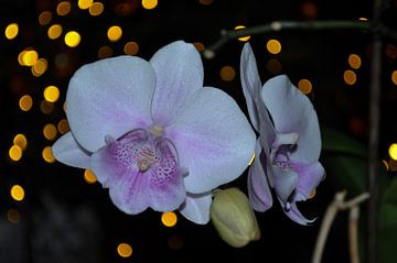 Orchidee (1) van Rob Burgwal