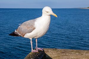 Möwe auf der Seebrücke von Prerow (Darß/Ostsee)