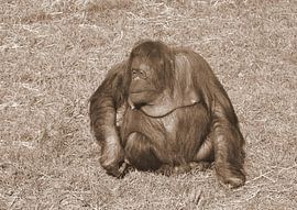 Orang-outan en sépia .
