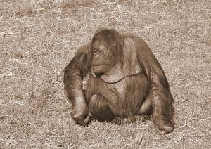 Orang-Utan in Sepia .