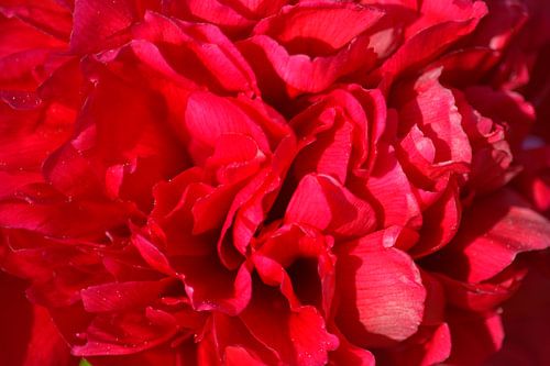 Pioenroos rood/ roze