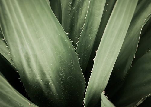 Agave