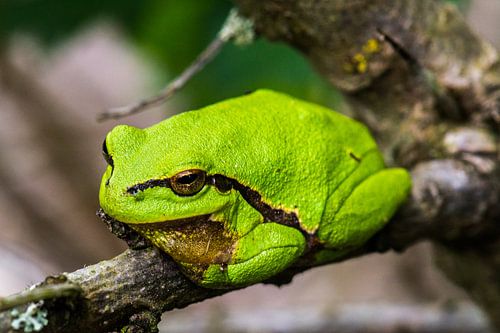 boomkikker op een tak
