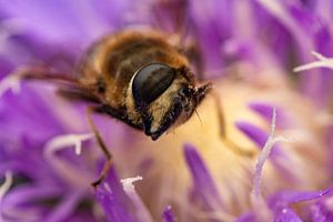 hoverfly in a flower