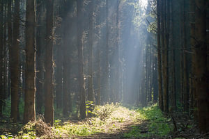 Wald und Licht
