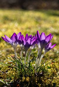 Lila Krokusblüten mit Wassertropfen im Frühjahr auf einer grünen Wiese im Park vertikal