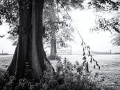 Hek verborgen in de mist achter bomen van Paul Beentjes thumbnail