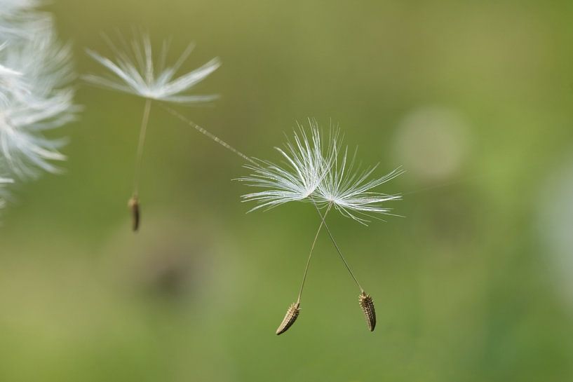 fluff by Hilda booy