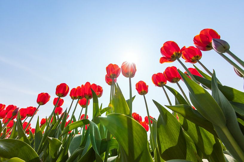 Rode tulpen in tegenlicht vanaf laag standpunt by Henk van den Brink