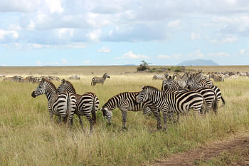 Gruppe von Zebras über die Savanne in Afrika