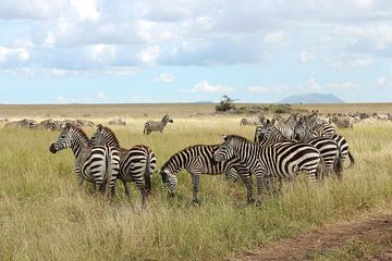 Groep zebra's op de savanne in Afrika van Robin Jongerden