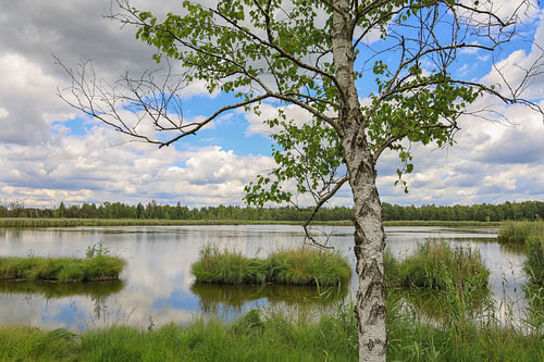 Oeverlandschap van de Riedsee met berken in Wurzacher Ried - district Ravensburg