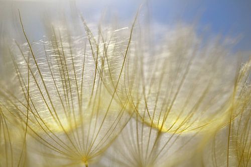 Seeds of the meadow goat
