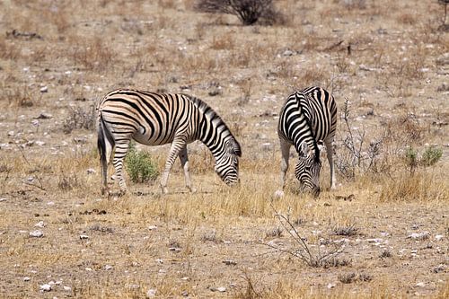 grazende ebra's in Okaukuejo