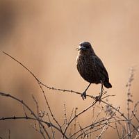 Vogel