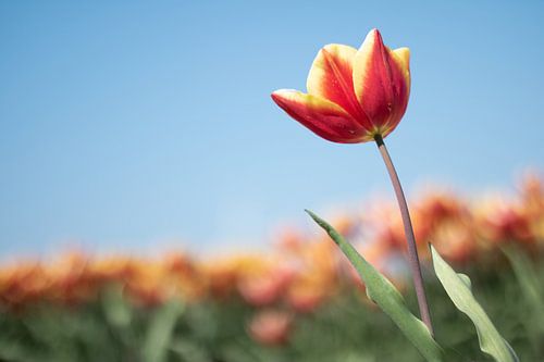 Tulpe auf dem Feld