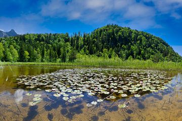 Nénuphars, parc du lac des cygnes sur Walter G. Allgöwer