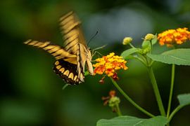 Fluttering from flower to flower by Michael van Eijk