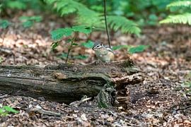 Das sibirische Eichhörnchen von Merijn Loch