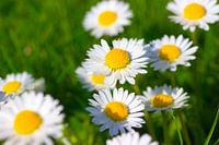 Beautiful daisies in the grass