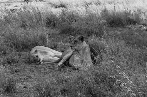 Resting Lionesses