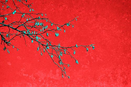 Branches in red II