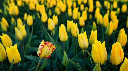 Happy to be different !