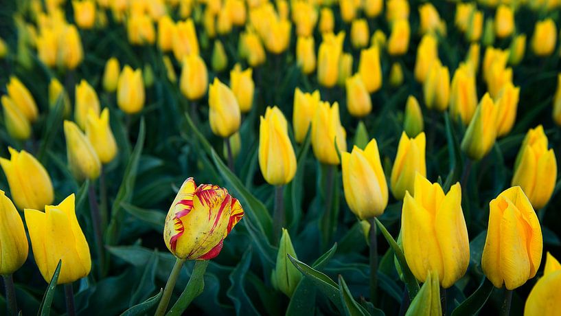 Happy to be different ! by Marije Zuidweg